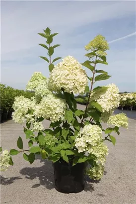 Rispenhortensie 'Limelight' -S- - Hydrangea paniculata 'Limelight' -S-