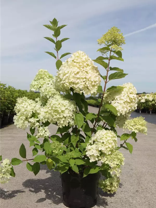 Rispenhortensie 'Limelight' -S- - Hydrangea paniculata 'Limelight' -S-