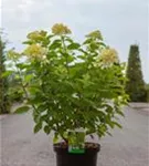Rispenhortensie 'Limelight' -S- - Hydrangea paniculata 'Limelight' -S-