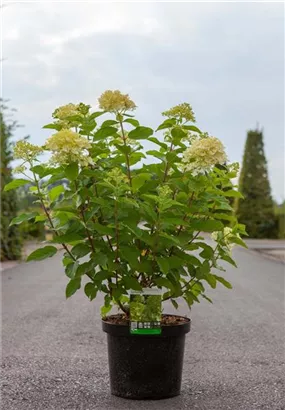 Rispenhortensie 'Limelight' -S- - Hydrangea paniculata 'Limelight' -S-