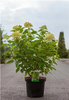 Rispenhortensie 'Limelight' -S- - Hydrangea paniculata 'Limelight' -S-