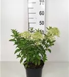 Rispenhortensie 'Little Lime' - Hydrangea paniculata 'Little Lime'