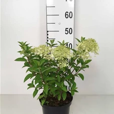 Hydrangea paniculata 'Little Lime', C 3,6 30- 40