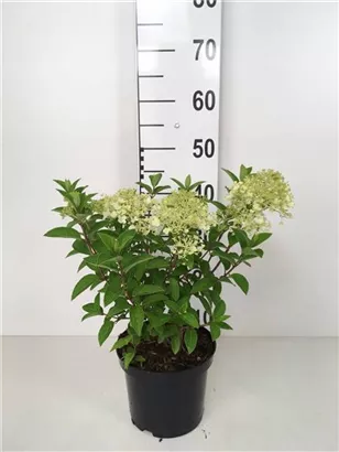 Rispenhortensie 'Little Lime' - Hydrangea paniculata 'Little Lime'