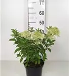 Rispenhortensie 'Little Lime' - Hydrangea paniculata 'Little Lime'