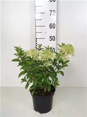 Rispenhortensie 'Little Lime' - Hydrangea paniculata 'Little Lime'