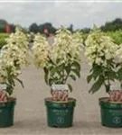 Rispenhortensie 'Pinky Winky' -R- - Hydrangea paniculata 'Pinky Winky' -R-