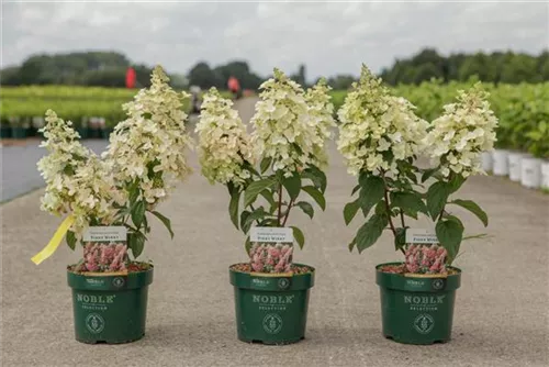 Rispenhortensie 'Pinky Winky' -R- - Hydrangea paniculata 'Pinky Winky' -R-