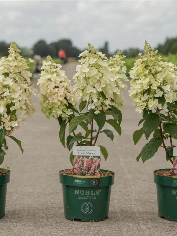 Rispenhortensie 'Pinky Winky' -R- - Hydrangea paniculata 'Pinky Winky' -R-