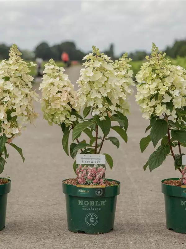 Rispenhortensie 'Pinky Winky' -R- - Hydrangea paniculata 'Pinky Winky' -R-