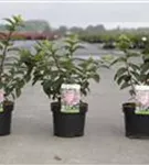 Rispenhortensie 'Sundae Fraise' - Hydrangea paniculata 'Sundae Fraise'