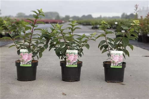 Rispenhortensie 'Sundae Fraise' - Hydrangea paniculata 'Sundae Fraise'