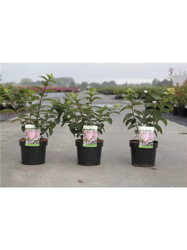 Rispenhortensie 'Sundae Fraise' - Hydrangea paniculata 'Sundae Fraise'