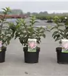 Rispenhortensie 'Sundae Fraise' - Hydrangea paniculata 'Sundae Fraise'