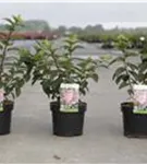 Rispenhortensie 'Sundae Fraise' - Hydrangea paniculata 'Sundae Fraise'