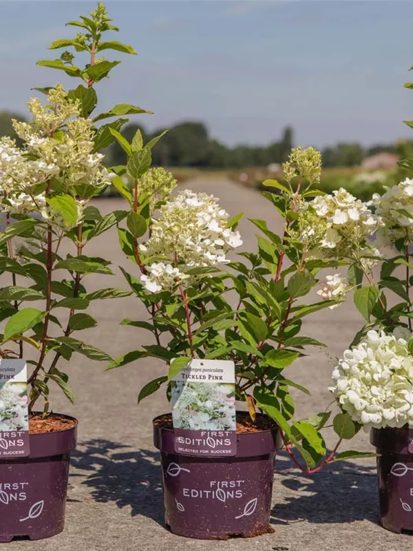Hydrangea paniculata 'Tickled Pink'