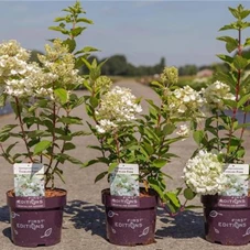 Hydrangea paniculata 'Tickled Pink', C 3,6 40- 50