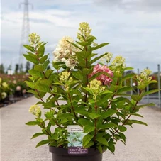 Hydrangea paniculata 'Tickled Pink', C 10 60- 80