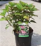 Tellerhortensie 'Avelroz' - Hydrangea serrata 'Avelroz'