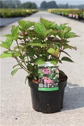 Tellerhortensie 'Avelroz' - Hydrangea serrata 'Avelroz'