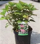 Tellerhortensie 'Avelroz' - Hydrangea serrata 'Avelroz'