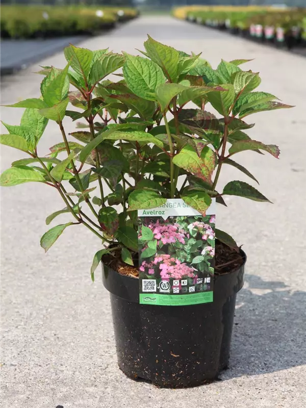 Tellerhortensie 'Avelroz' - Hydrangea serrata 'Avelroz'