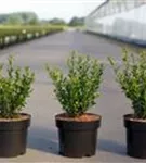 Berg-Ilex 'Caroline Upright' - Ilex crenata 'Caroline Upright'