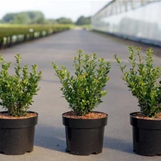 Ilex crenata 'Caroline Upright', C 3 30- 40