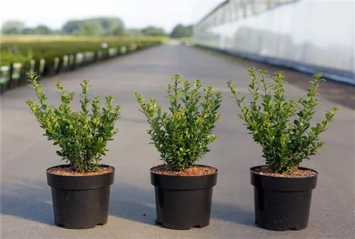 Berg-Ilex 'Caroline Upright' - Ilex crenata 'Caroline Upright'