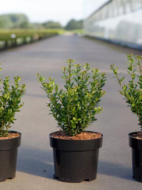 Berg-Ilex 'Caroline Upright' - Ilex crenata 'Caroline Upright'