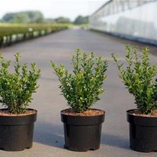 Ilex crenata 'Caroline Upright', C 3 30- 40