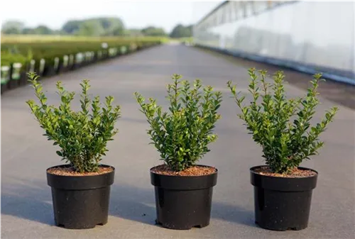 Berg-Ilex 'Caroline Upright' - Ilex crenata 'Caroline Upright'
