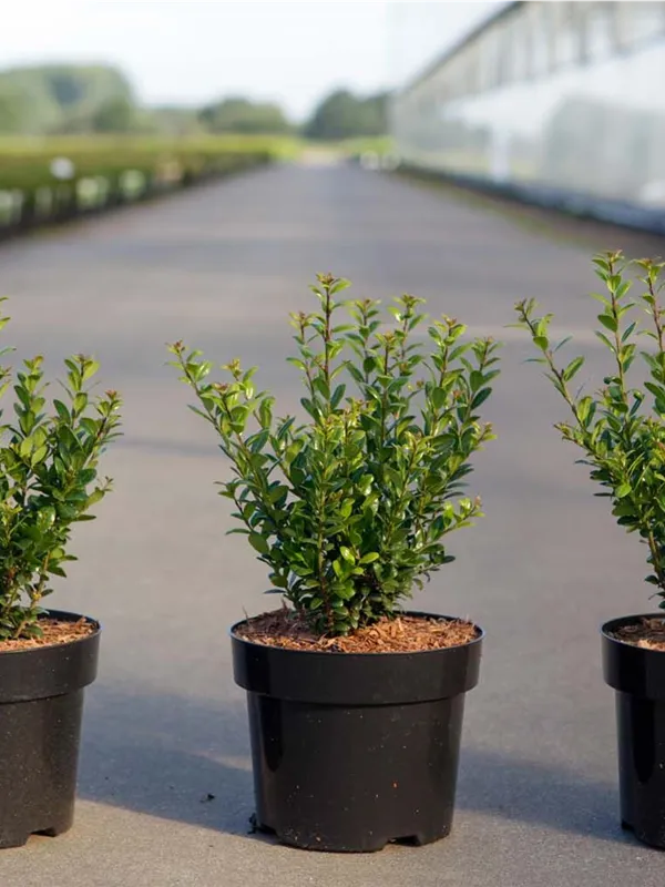 Berg-Ilex 'Caroline Upright' - Ilex crenata 'Caroline Upright'