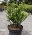 Berg-Ilex 'Caroline Upright' - Ilex crenata 'Caroline Upright'