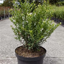 Ilex crenata 'Caroline Upright', C 10 50- 60