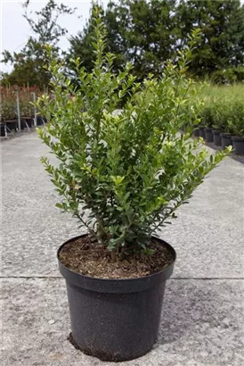 Berg-Ilex 'Caroline Upright' - Ilex crenata 'Caroline Upright'