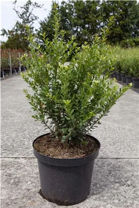 Berg-Ilex 'Caroline Upright' - Ilex crenata 'Caroline Upright'