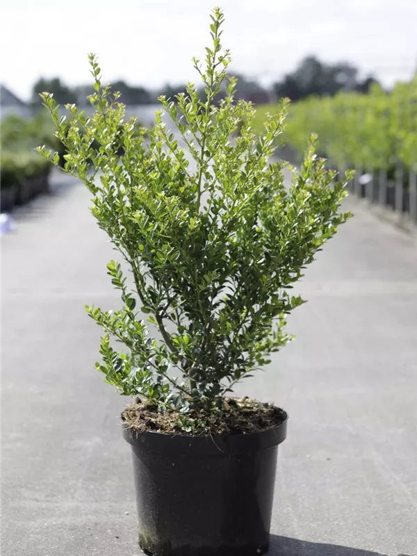 Kleinlaubige Japan-Hülse 'Green Hedge' - Ilex crenata 'Green Hedge'