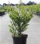 Kleinlaubige Japan-Hülse 'Green Hedge' - Ilex crenata 'Green Hedge'