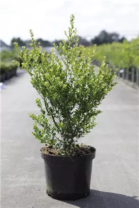 Kleinlaubige Japan-Hülse 'Green Hedge' - Ilex crenata 'Green Hedge'