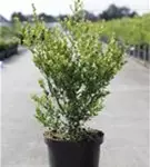 Kleinlaubige Japan-Hülse 'Green Hedge' - Ilex crenata 'Green Hedge'