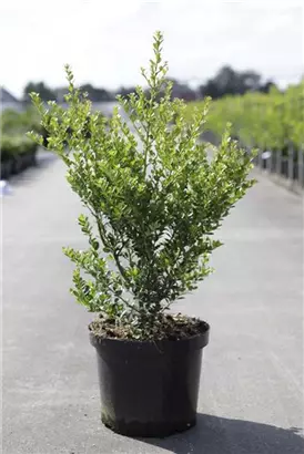 Kleinlaubige Japan-Hülse 'Green Hedge' - Ilex crenata 'Green Hedge'