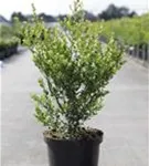 Kleinlaubige Japan-Hülse 'Green Hedge' - Ilex crenata 'Green Hedge'