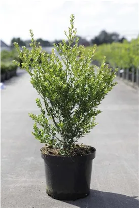 Kleinlaubige Japan-Hülse 'Green Hedge' - Ilex crenata 'Green Hedge'