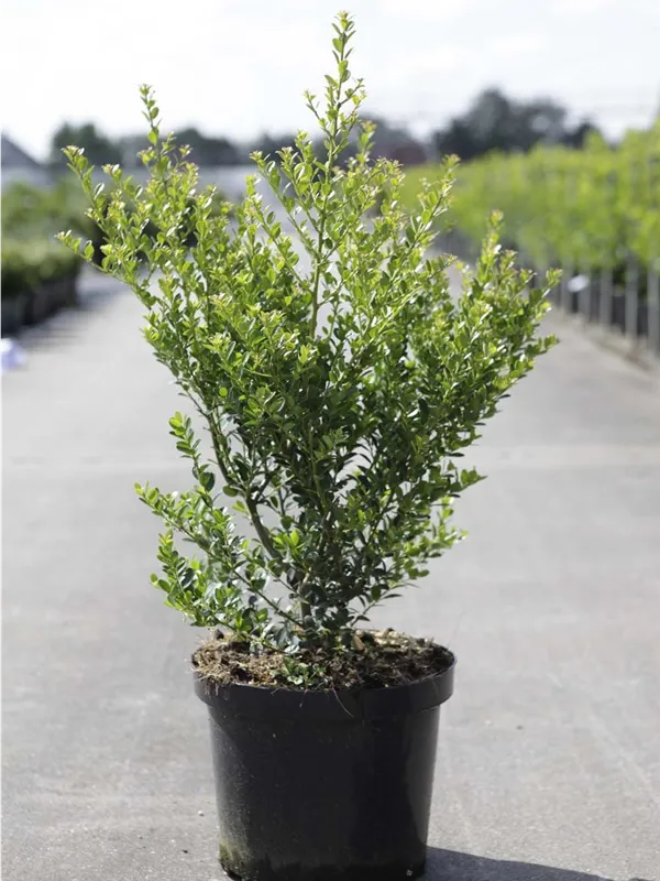 Kleinlaubige Japan-Hülse 'Green Hedge' - Ilex crenata 'Green Hedge'