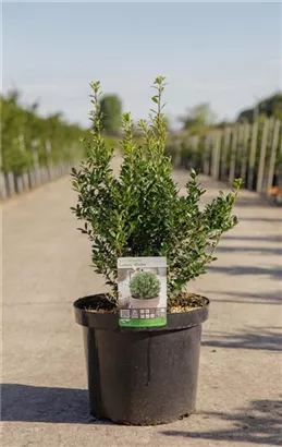Japan-Stechpalme - Ilex crenata 'Luxus (R) Globe'