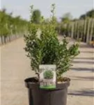 Japan-Stechpalme - Ilex crenata 'Luxus (R) Globe' Japan-Stechpalme - Ilex crenata 'Luxus (R) Globe'