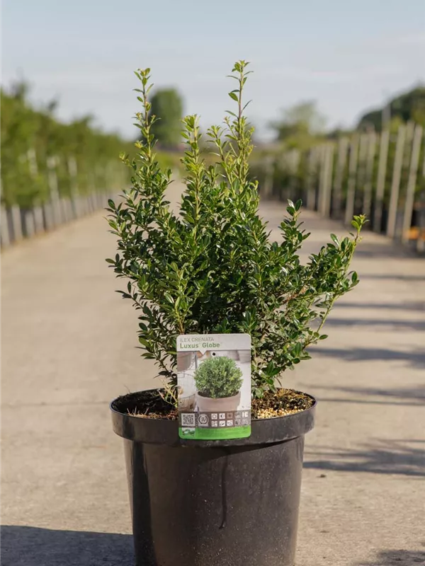 Japan-Stechpalme - Ilex crenata 'Luxus (R) Globe' Japan-Stechpalme - Ilex crenata 'Luxus (R) Globe'
