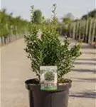 Japan-Stechpalme - Ilex crenata 'Luxus (R) Globe'