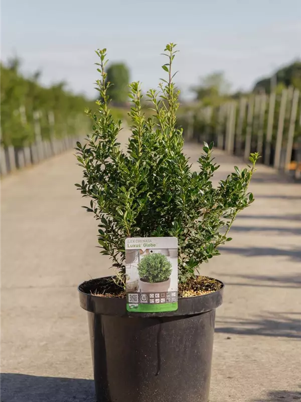 Japan-Stechpalme - Ilex crenata 'Luxus (R) Globe'